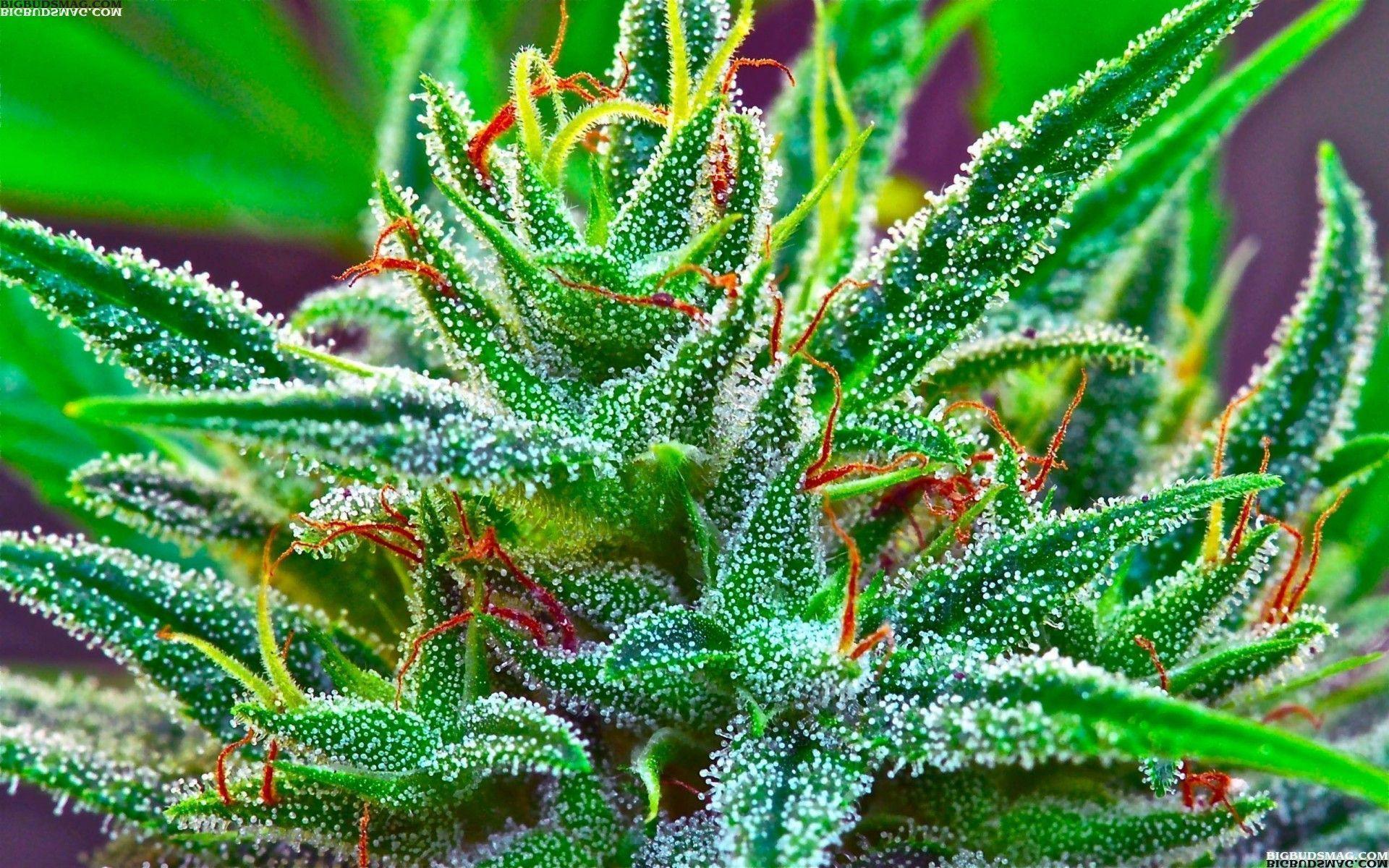 Marijuana Wallpaper 1080p Image Amp Pictures Becuo