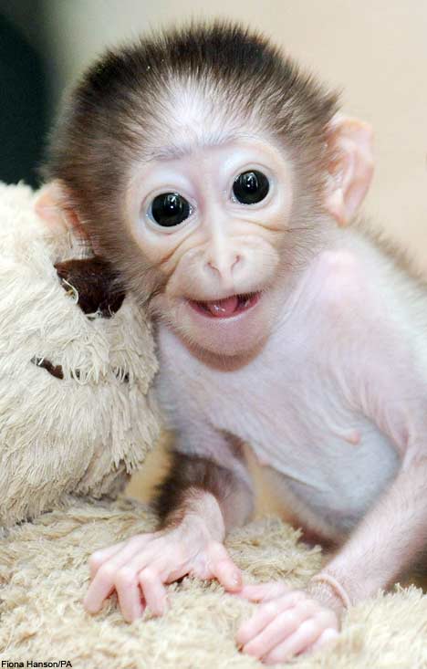 Gallary Beautiful Smiling Monkey Pictures Baby