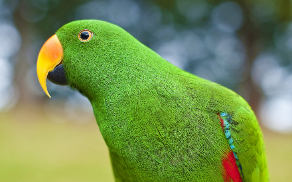 All Wallpapers Parrot Hd Wallpapers 2 1024x640