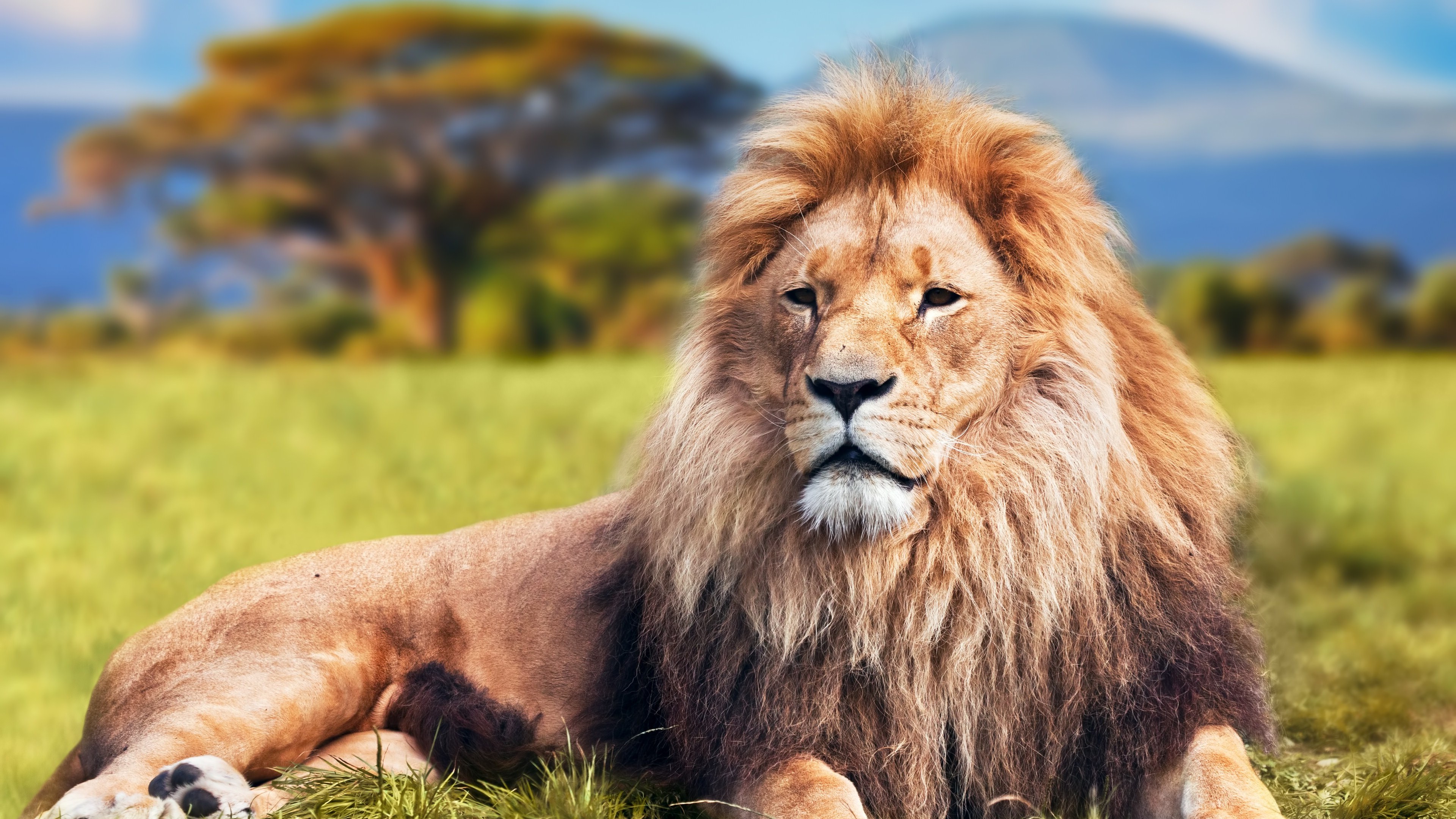 Majestic Male Lion Resting in African Savanna