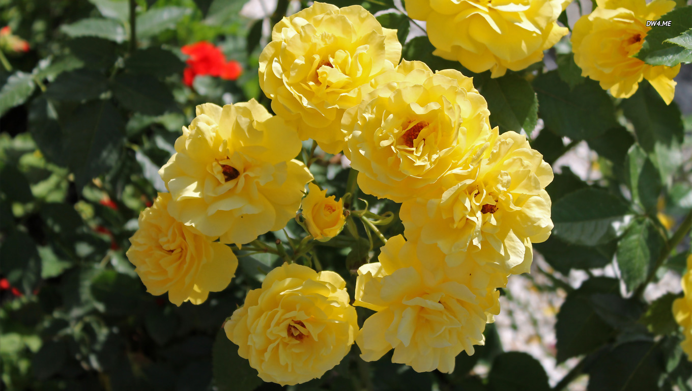 Yellow Roses Wallpaper Flower
