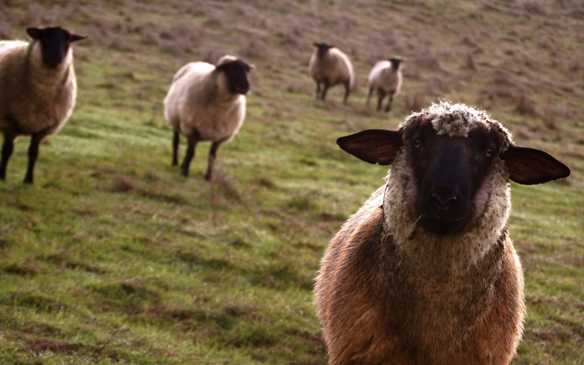 Farm Animals Wallpaper