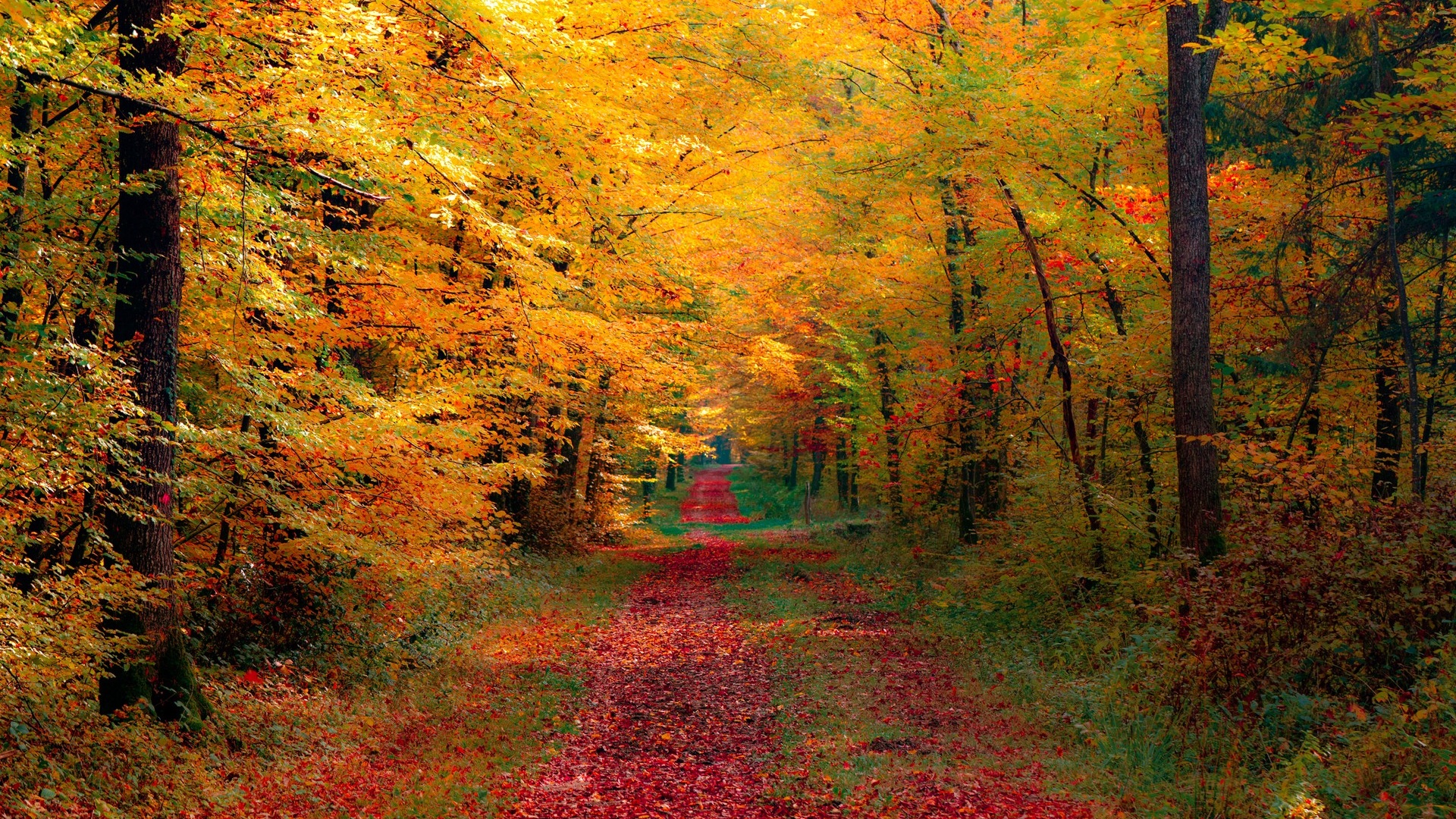 Autumn Wallpaper Forest