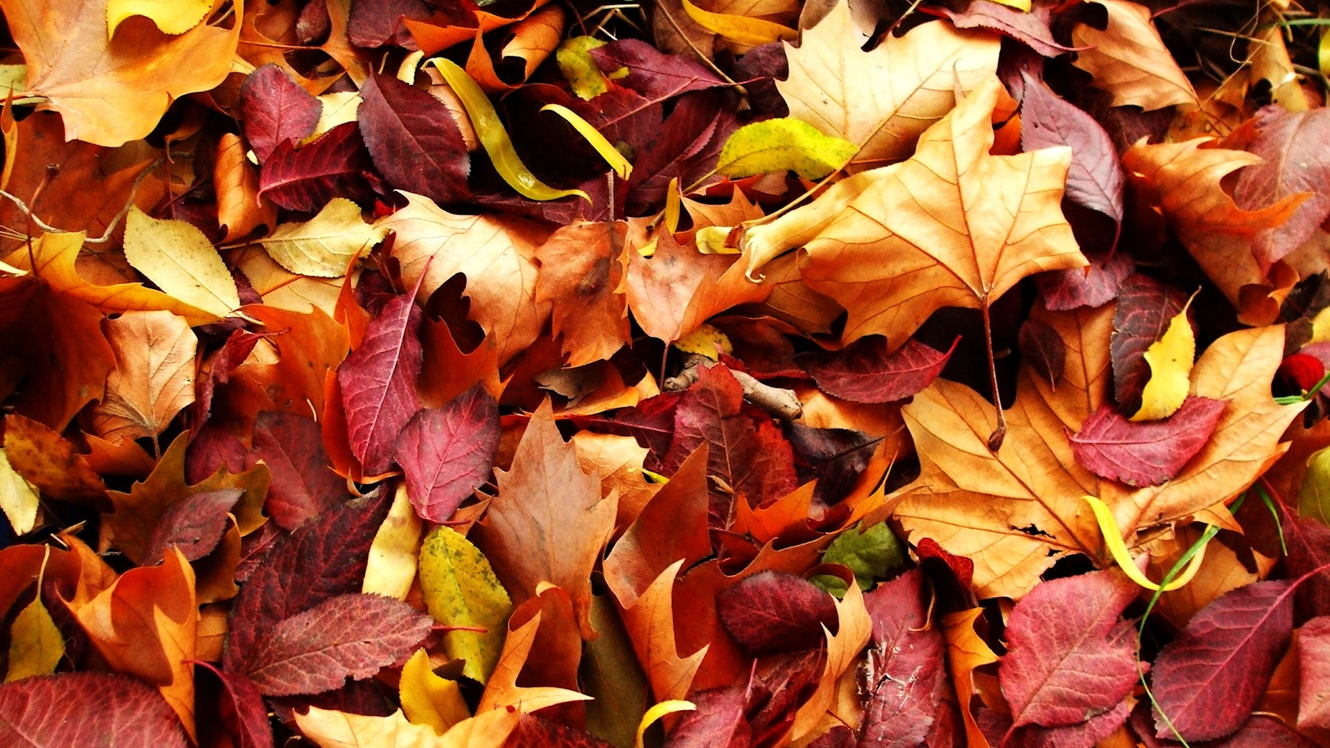 Free Autumn Leaves Wallpaper 33092 1920x1080px