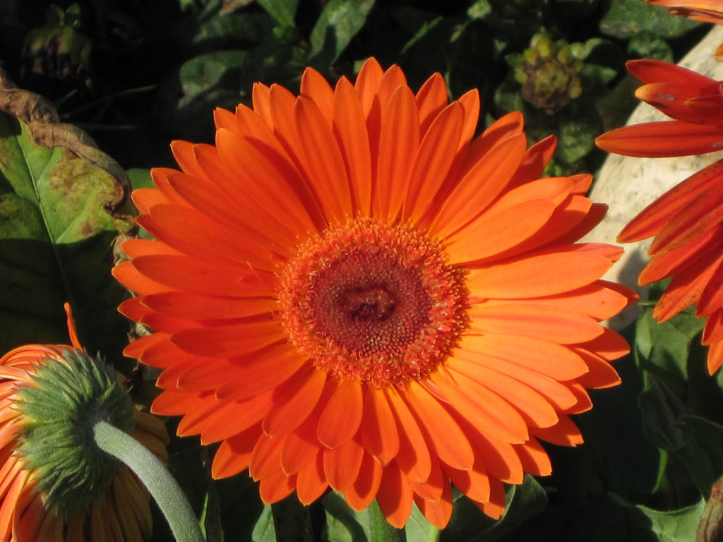 Orange Gerbera Daisy Flowers Wallpaper