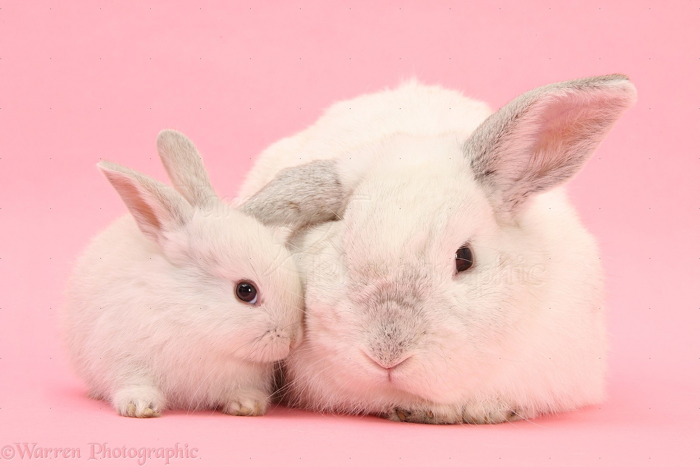 Bunnies W8th A Pink Background