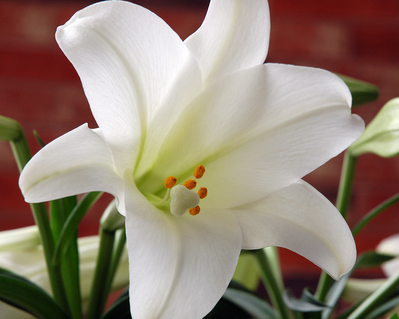 White Easter Lily Photo