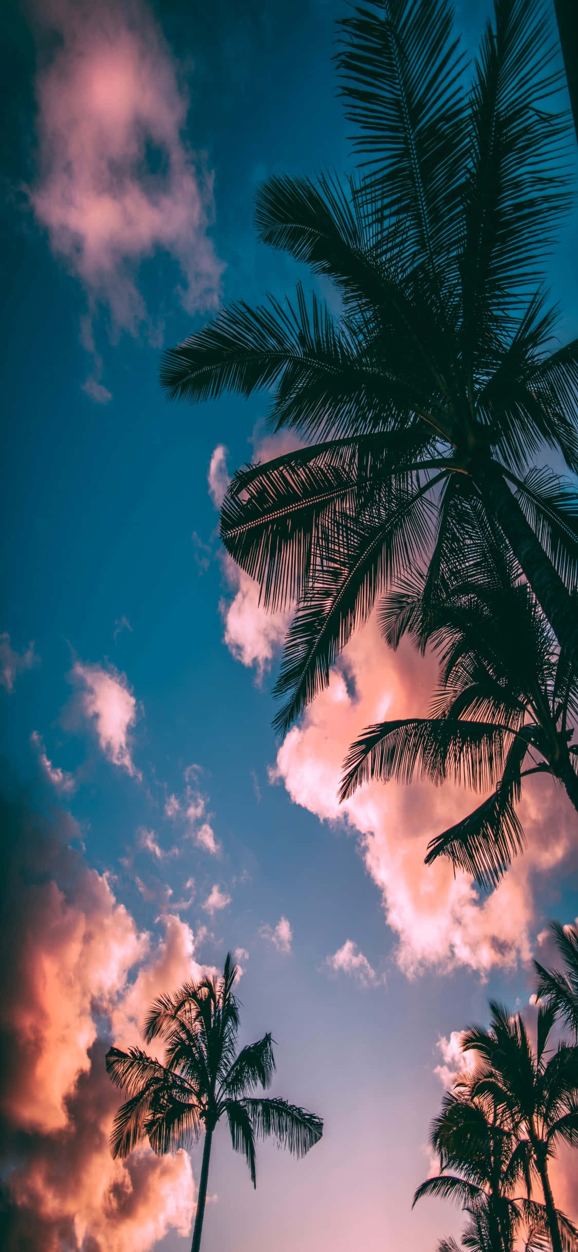 iPhone Picture Wallpaper