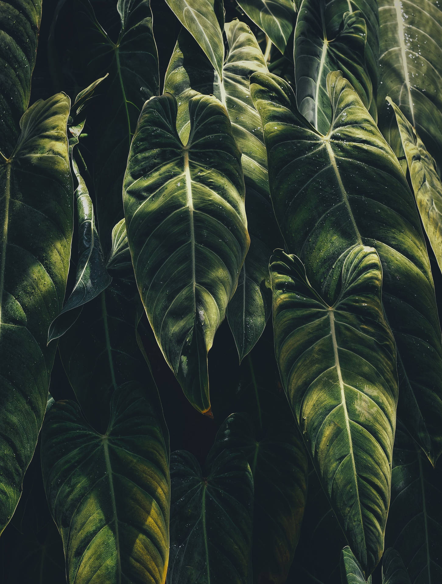 Plants iPhone Wallpaper