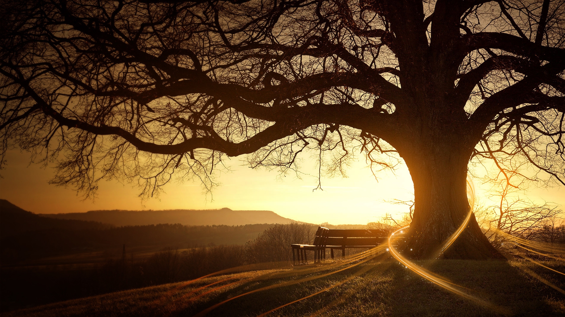 Free download Download sunset tree silhouette HD wallpaper
