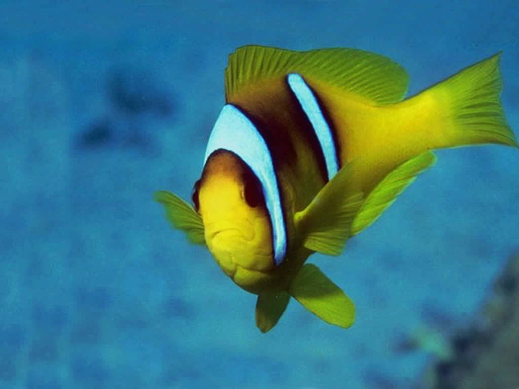 Fish Wallpaper Pictures Photos Tropical