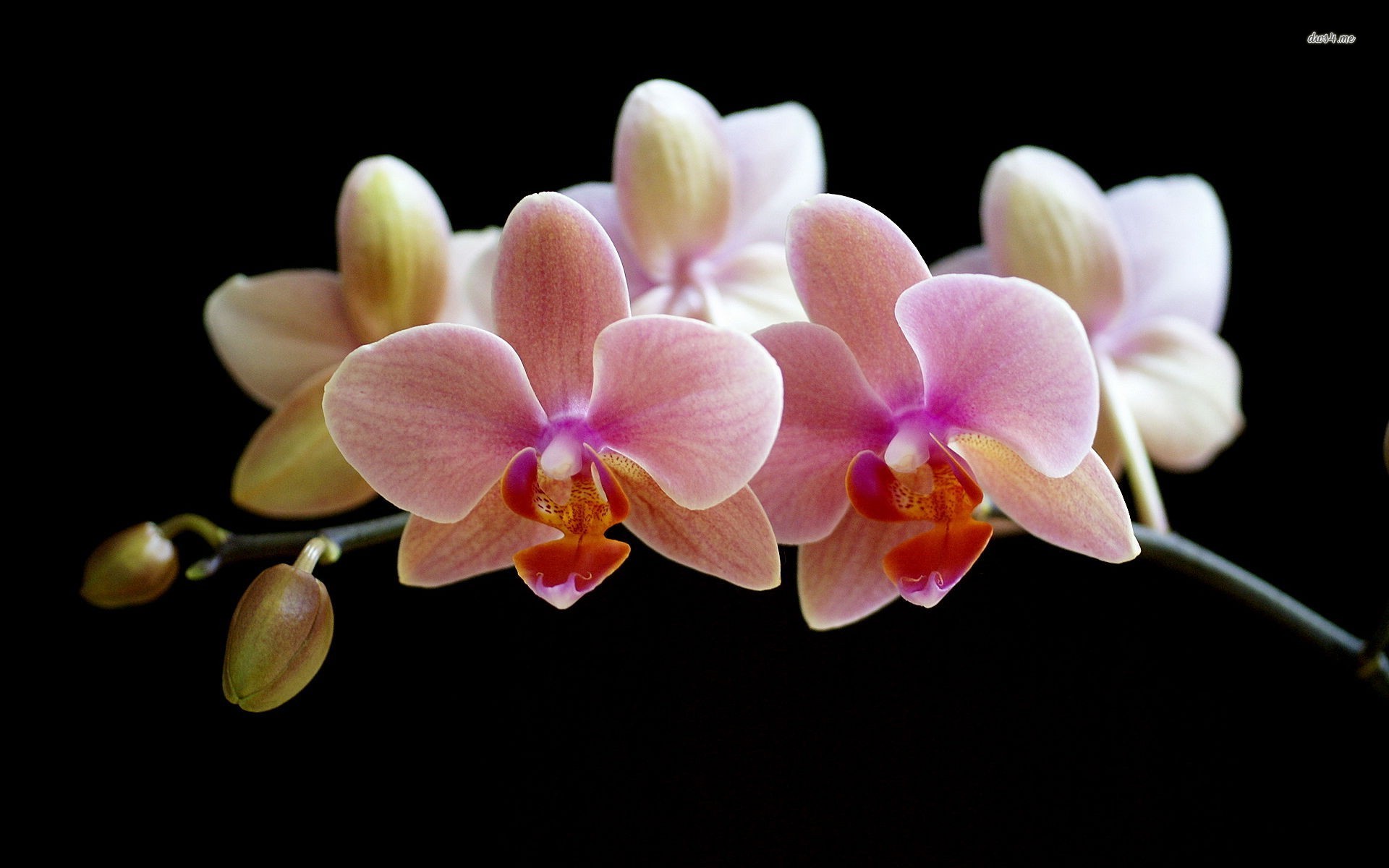 Orchid Wallpaper Flower