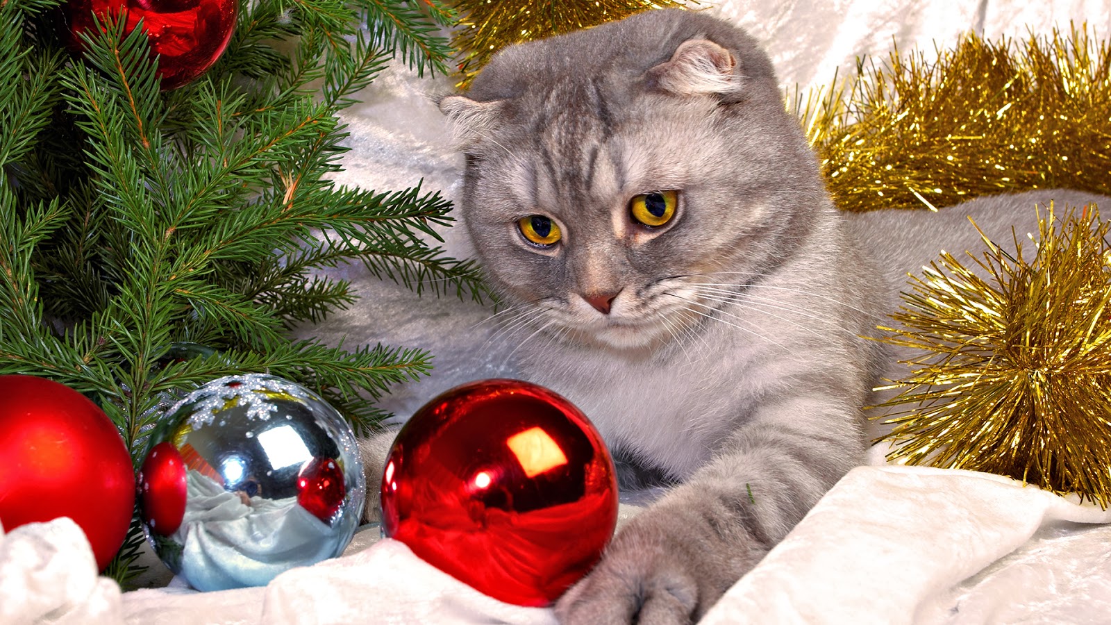 Cute Cats Christmas HD Wallpaper