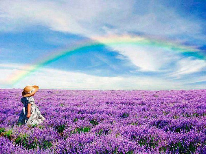 Rainbow Over Lavender Fields wallpaper   ForWallpapercom