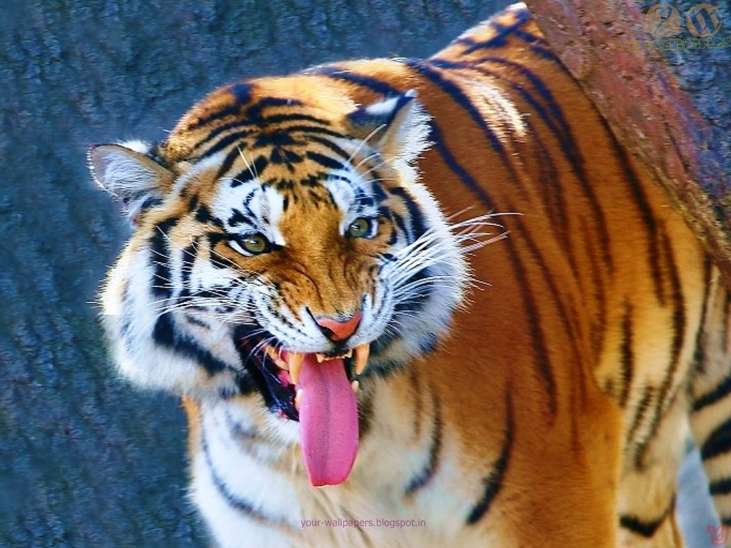 Your Wallpaper Tiger And Desktop Background