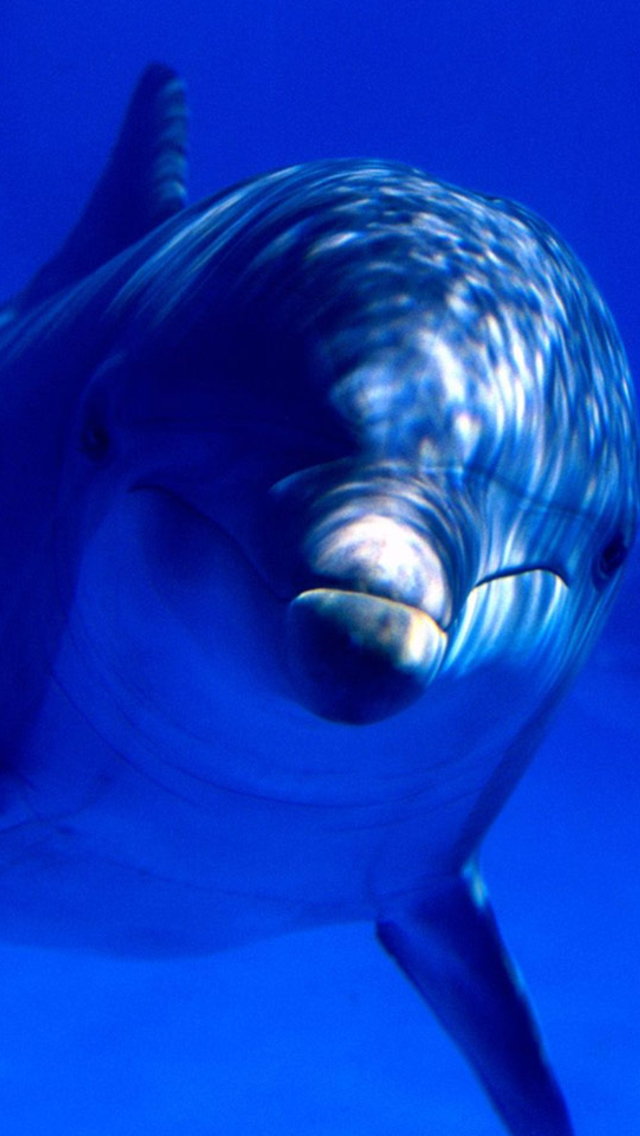 Dolphin iPhone Wallpaper