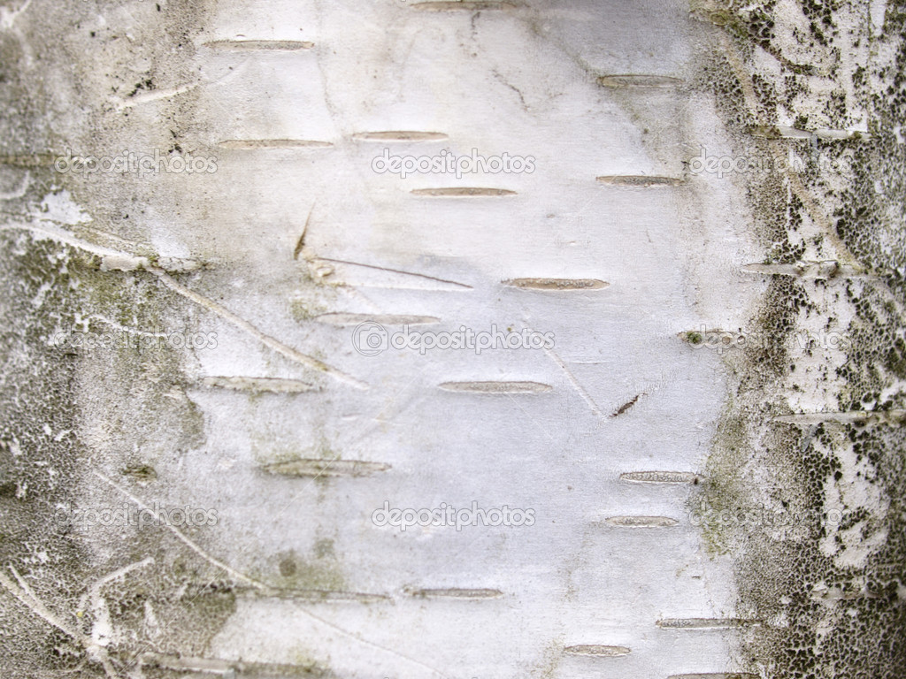 White Birch Bark Wallpaper Closeup Photo