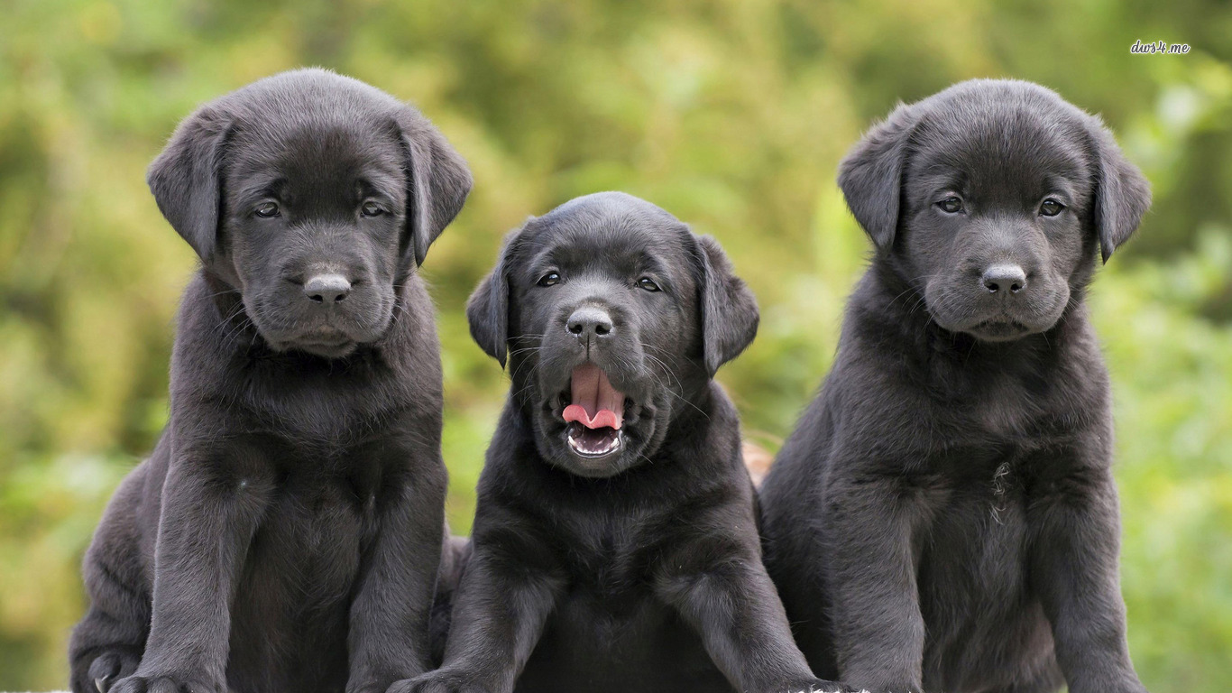 Black Labrador Retriver Puppies Wallpaper Animal