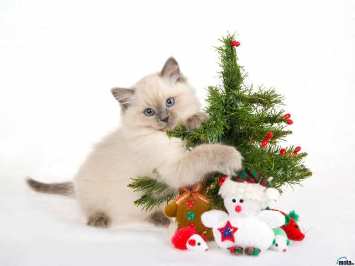 White Cat Kitten New Year Tree Christmas Desktop Wallpaper