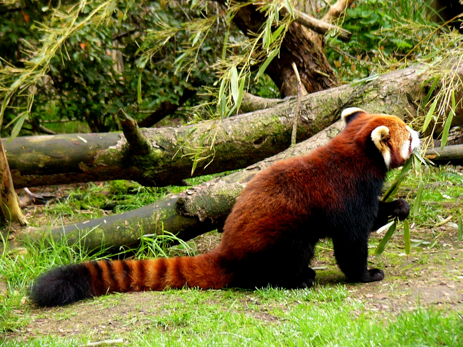Red Panda Eating Bamboo Wallpaper For iPhone