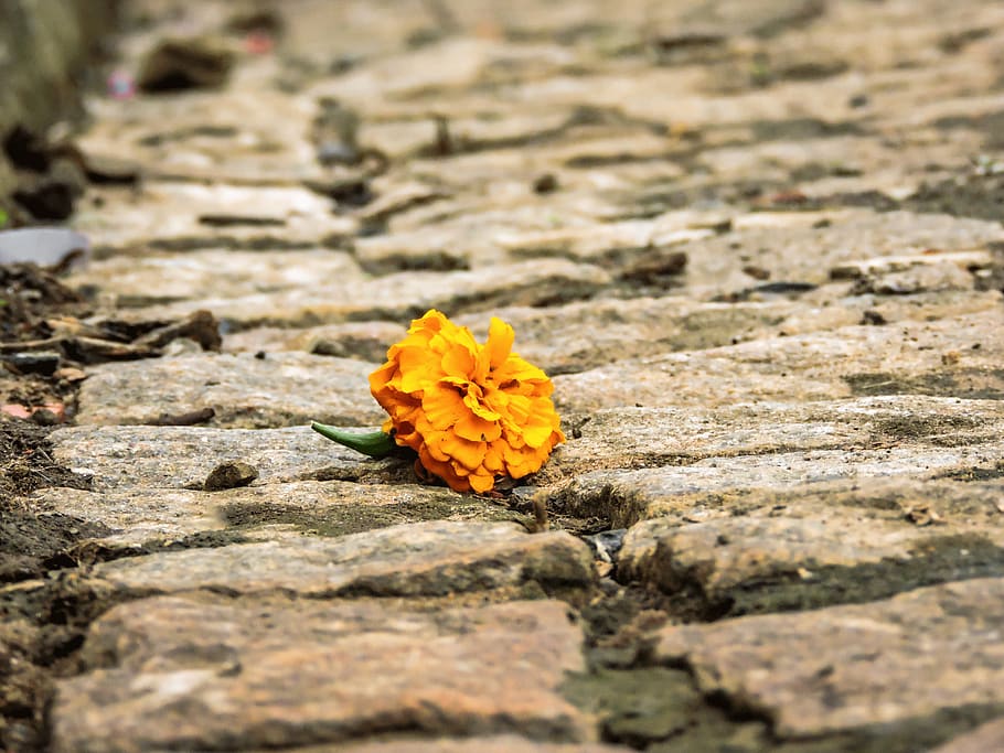 HD Wallpaper Brazil Una Vida Street Ch O Pedra Flor Flower
