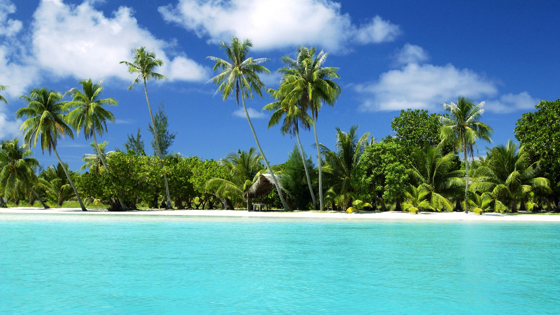Tropical Wallpaper
