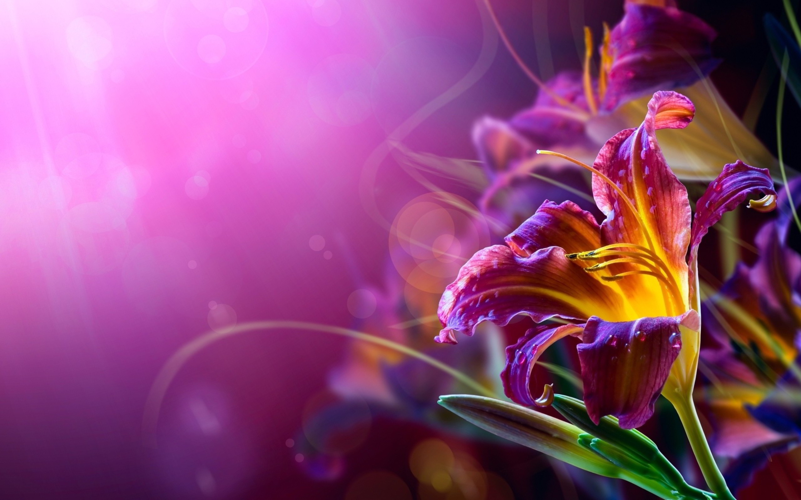 Flower Desktop Background Image