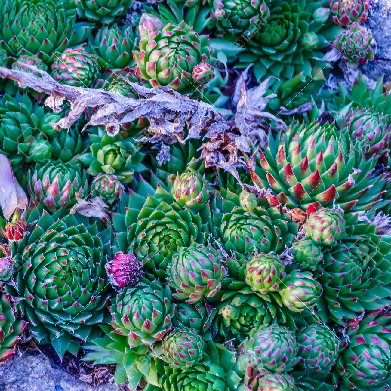 Colorful Background Of Various Small Succulent Plants Stock Photo