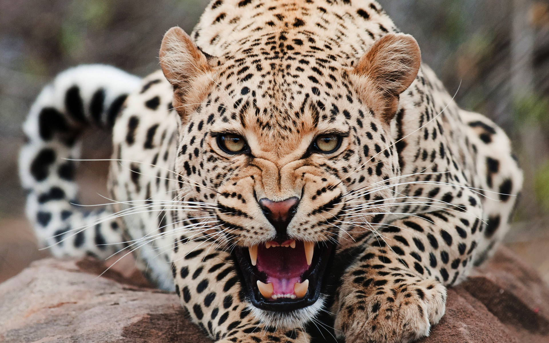 Jaguar Animal HD Wallpaperwele To Starchop