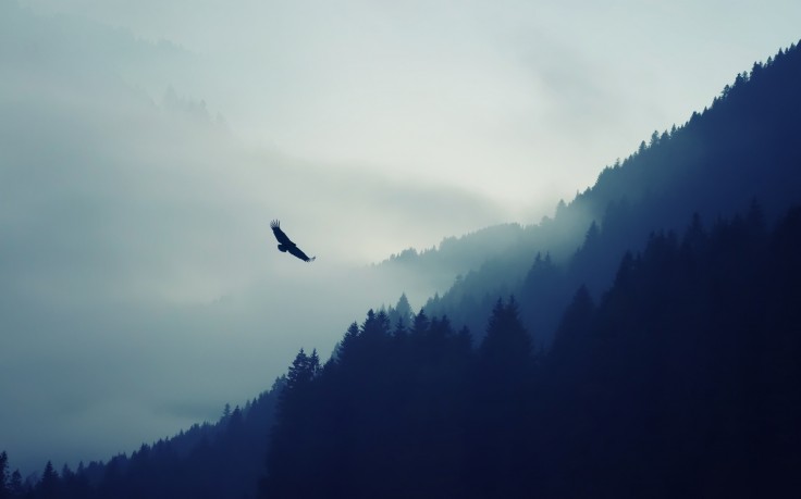 Eagle flying in fog