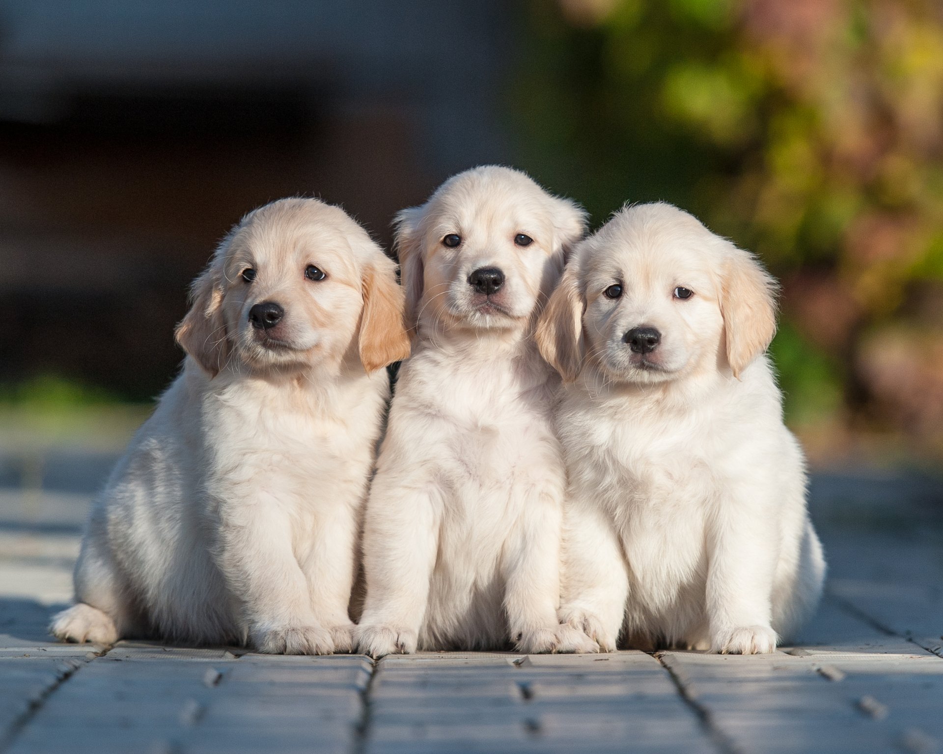 Three Adorable Golden Retriever Puppies