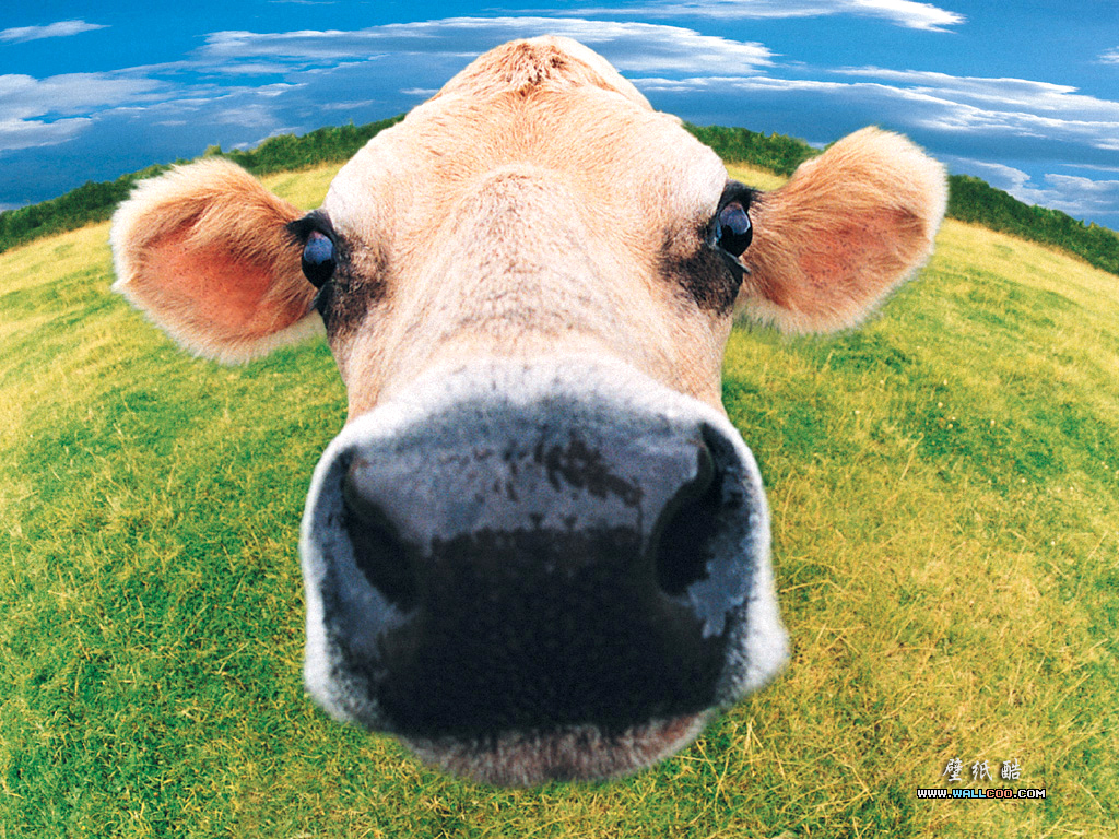 Cow Farm Animals Wallpaper