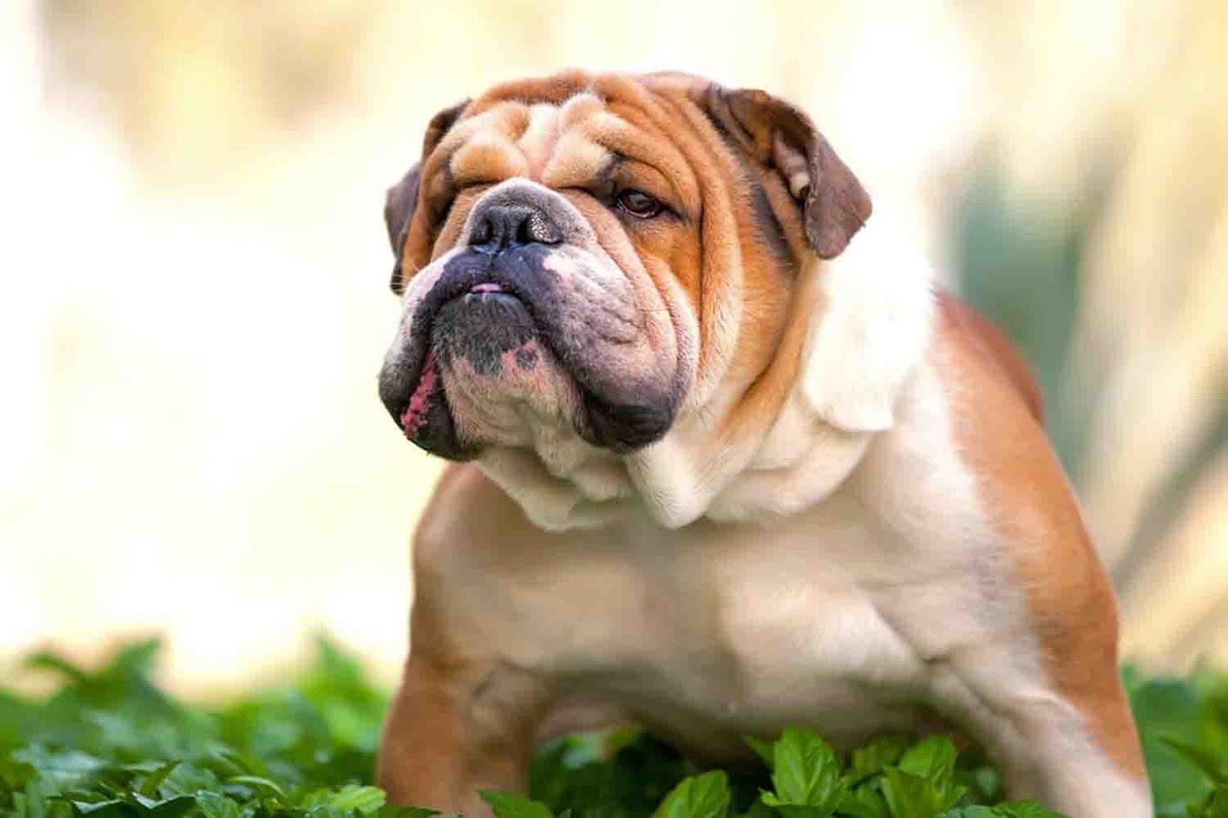English Bulldog Wallpapers   Android Apps on Google Play