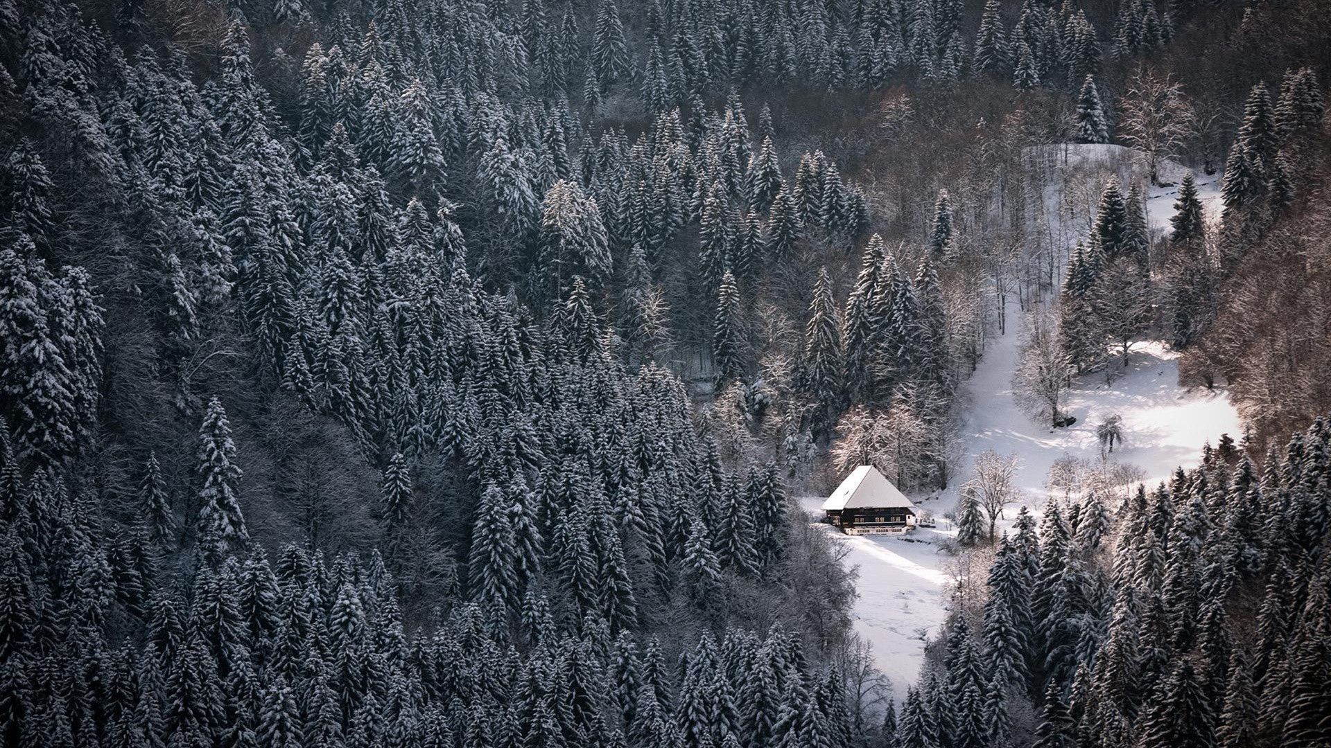 Winter Forest HD Wallpaper