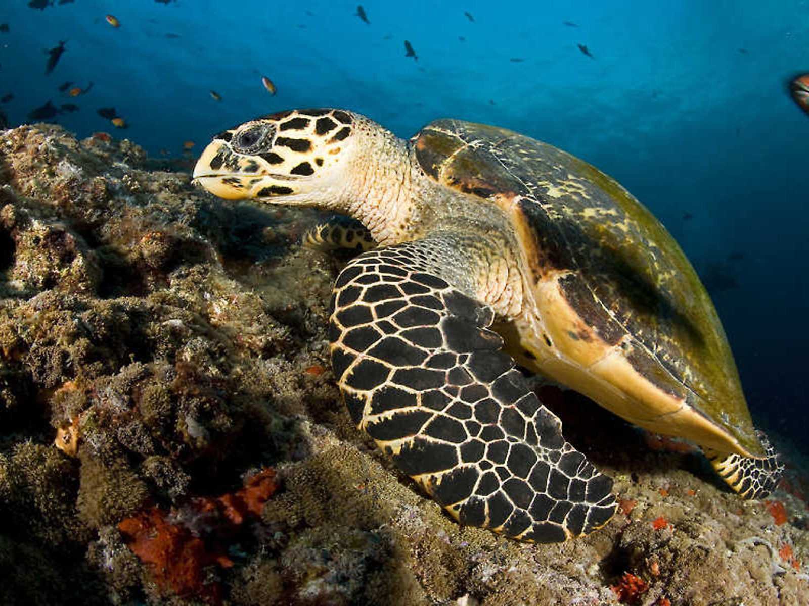 Sea Turtle Maldives Desktop Wallpaper