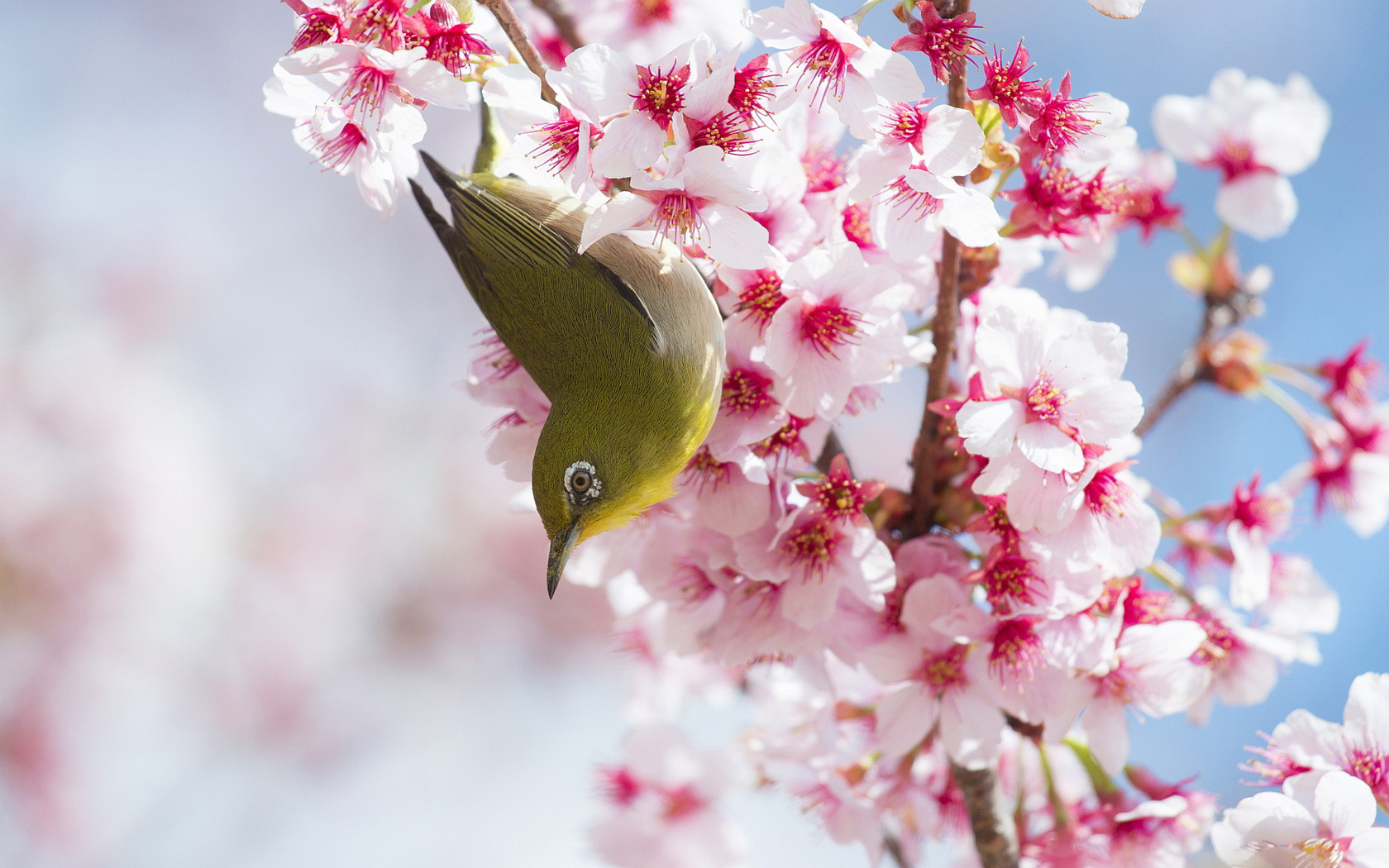 Free Cherry Blossoms And Bird computer desktop wallpapers pictures