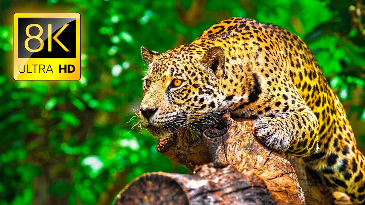 Ultimate Wild Animals Collection In 8k Ultra HD Tv