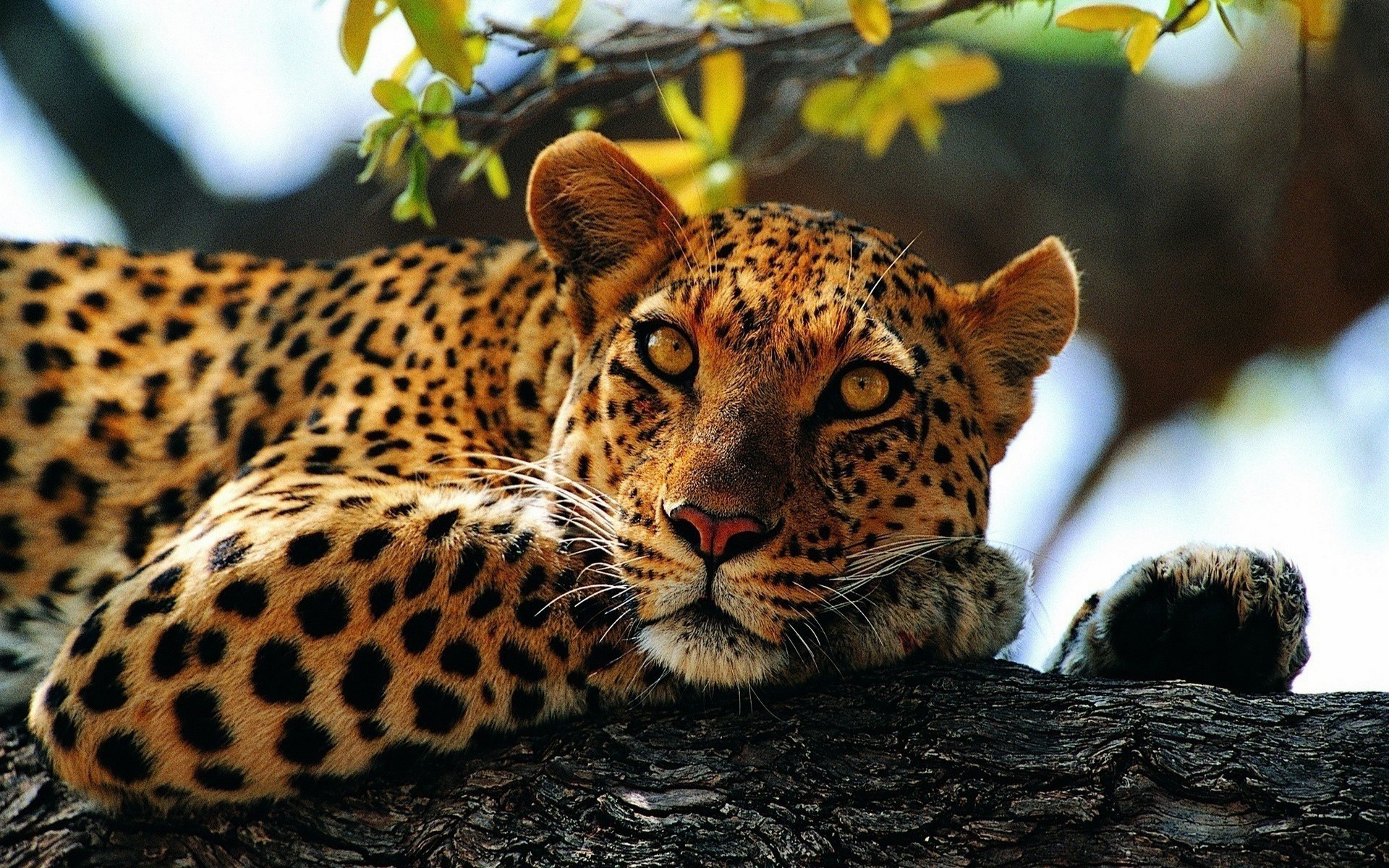 Jaguars Animals Nature Wallpaper HD