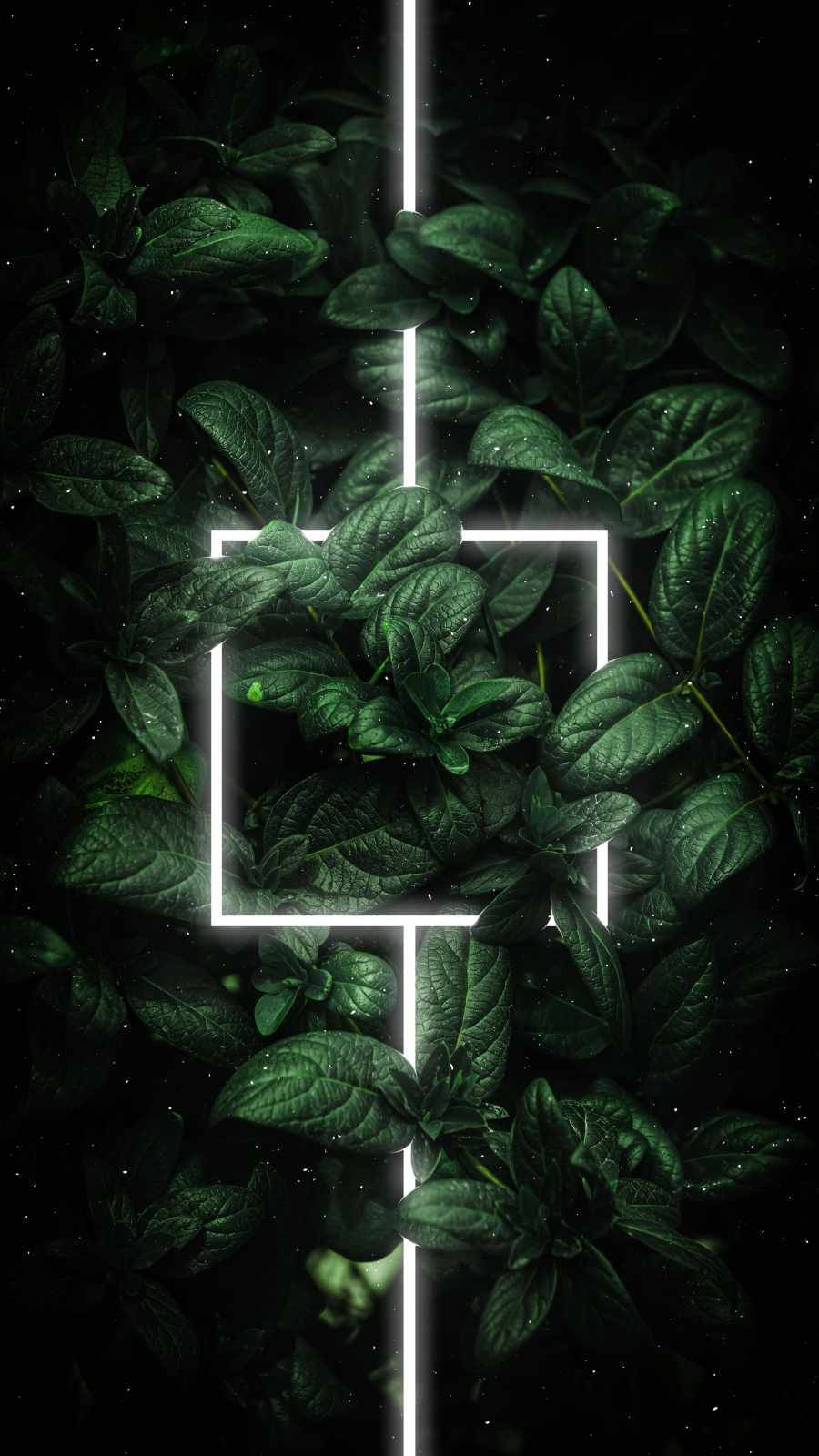 Plants iPhone Wallpaper