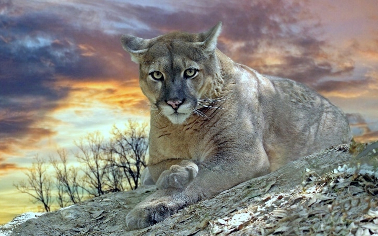 [39 ] Cougar Wallpaper For Desktop On Wallpapersafari