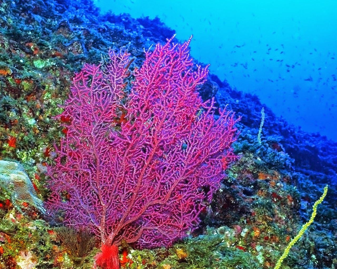 Coral Reef Fish HD Wallpaper Earth