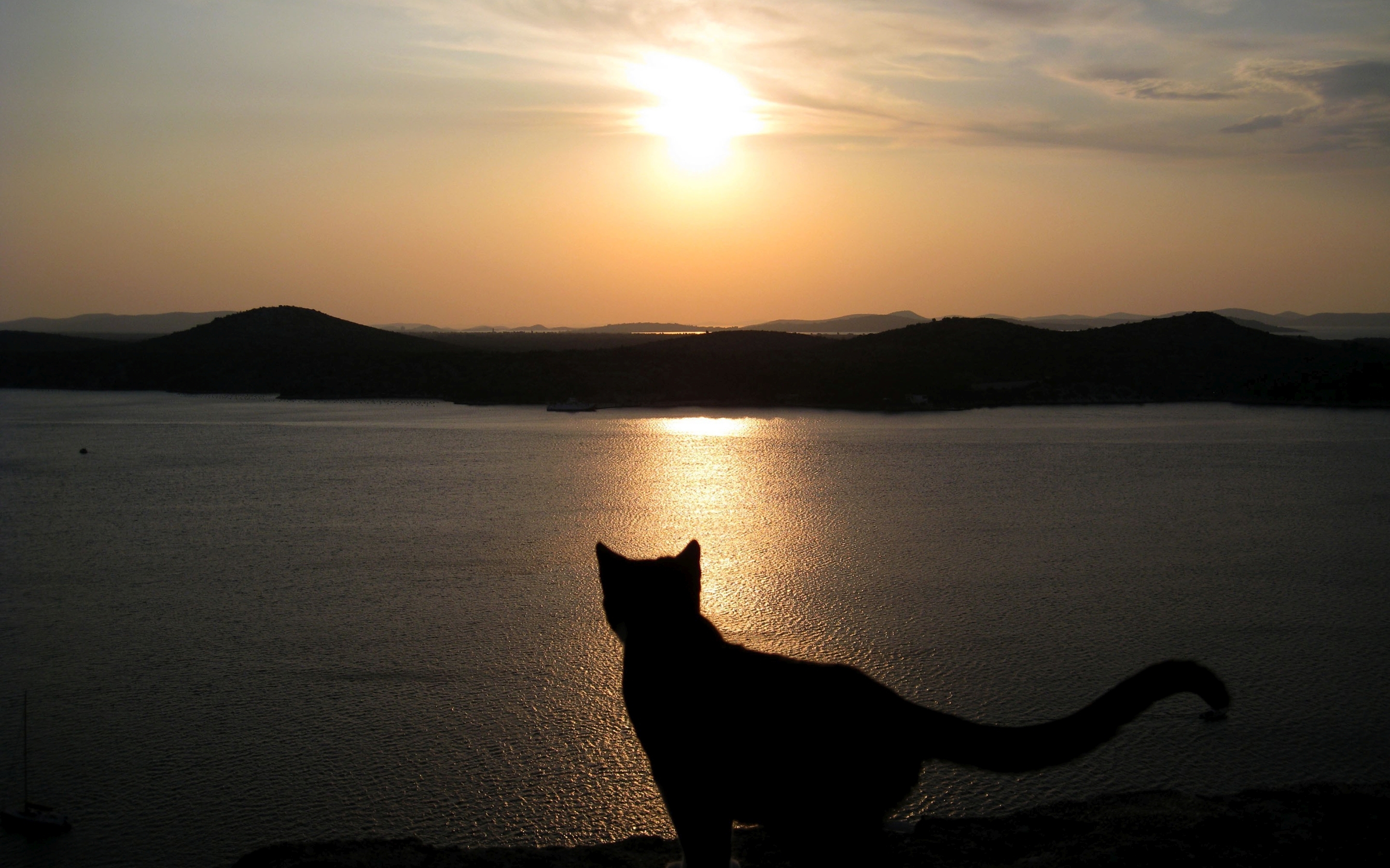Cat silhouette in the sunset wallpaper 31651