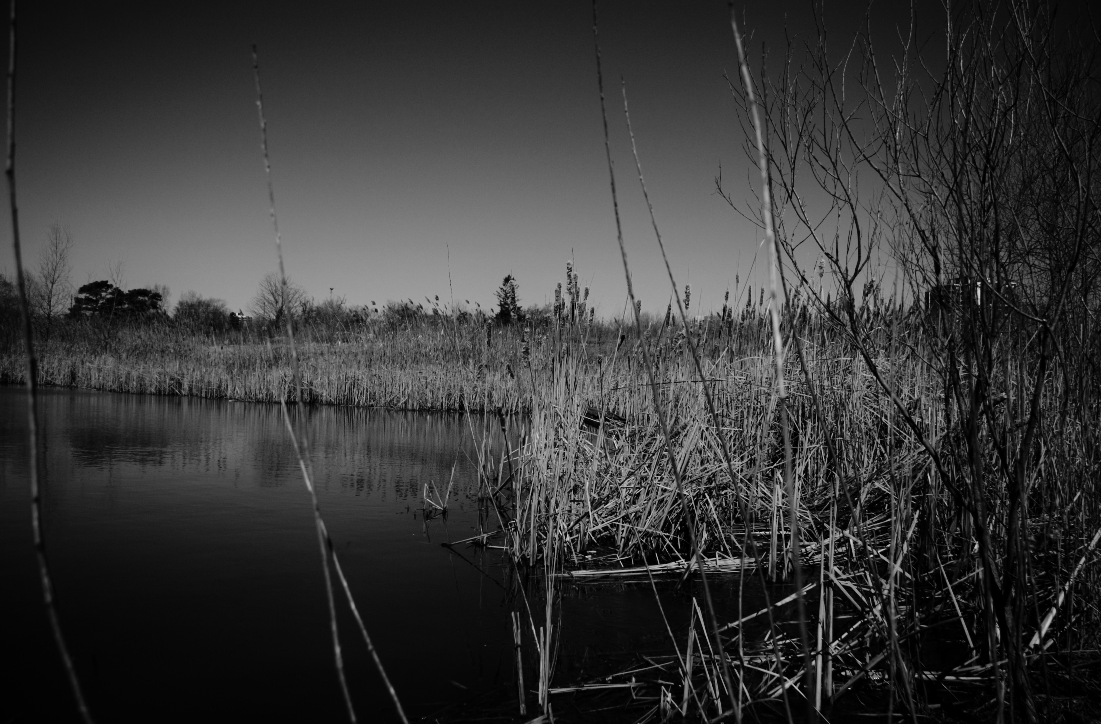 Dark Swamp Wallpaper Photography Background