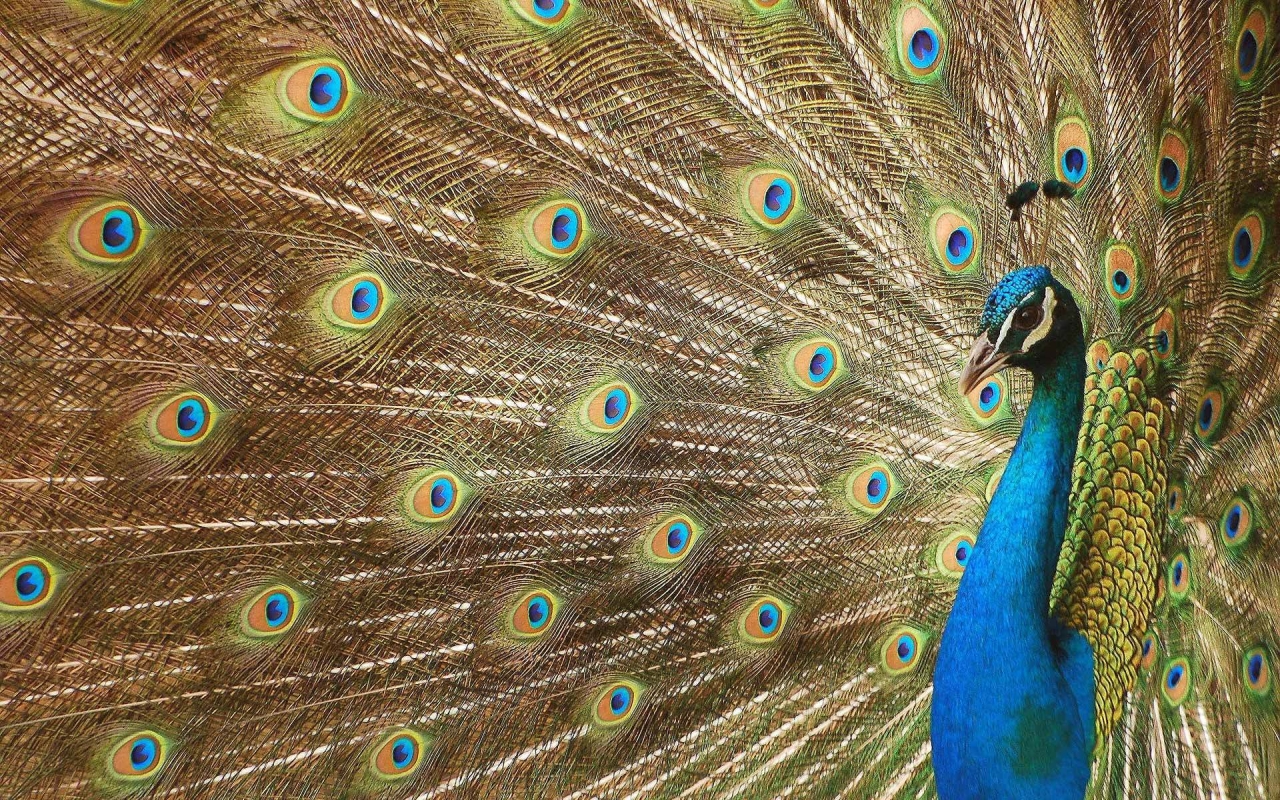 Bird Wallpaper Peacock Beautiful Feathers Luxurious Tail