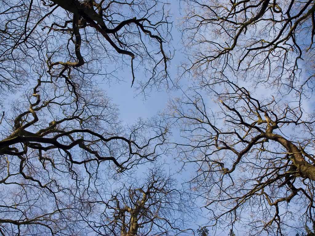  Wallpaper Branch Tree in Sky Wallpaper 1024x768