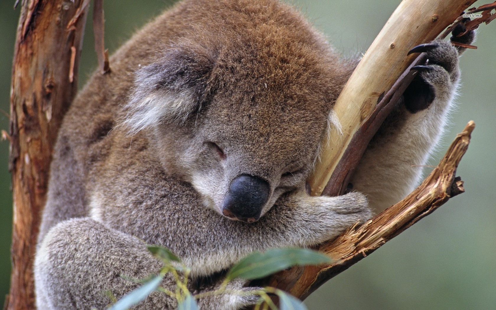 Sleeping Koala Animal Wallpaper