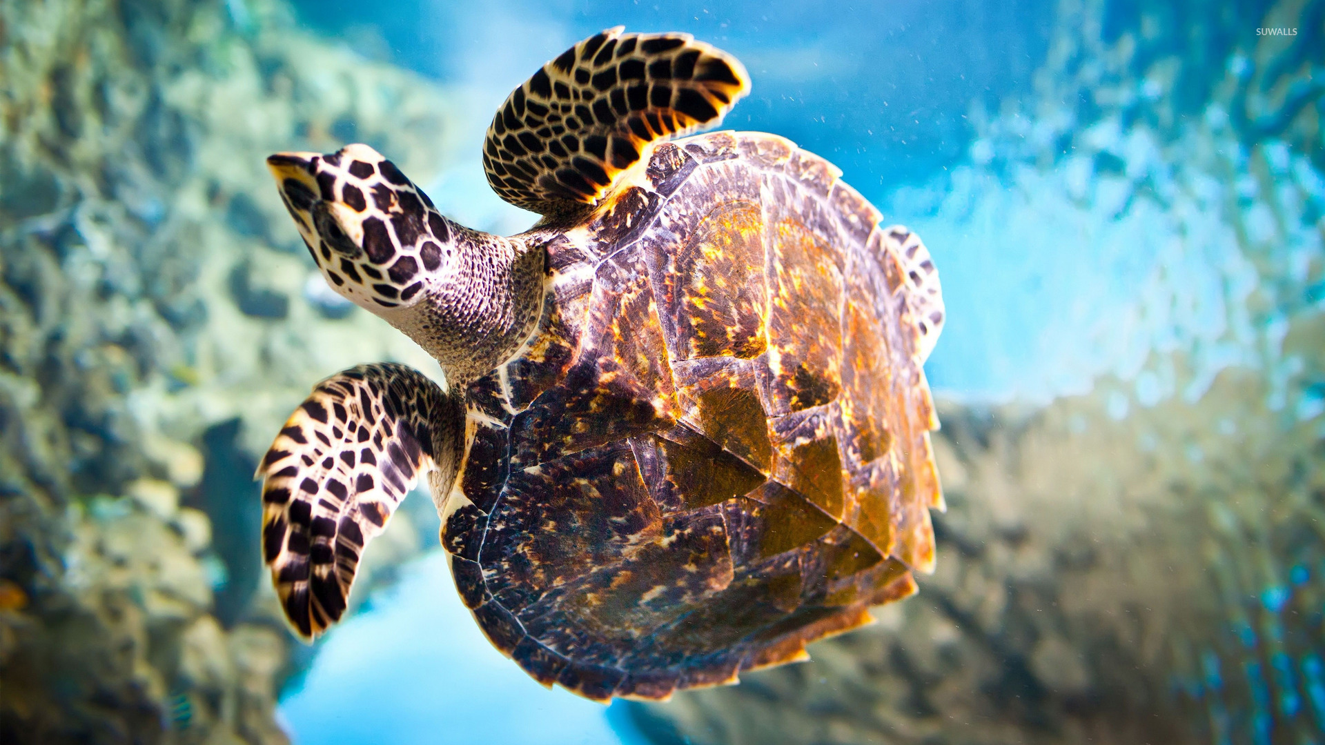 Sea Turtle Wallpaper Animal