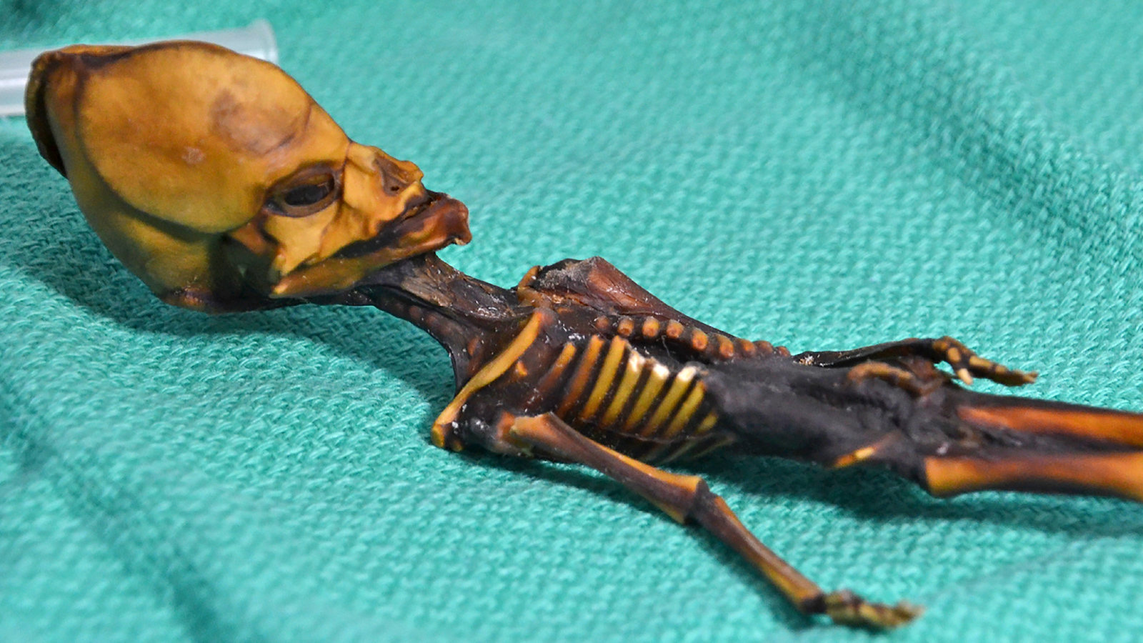 Was A Tiny Mummy In The Atacama An Alien No But Real Story