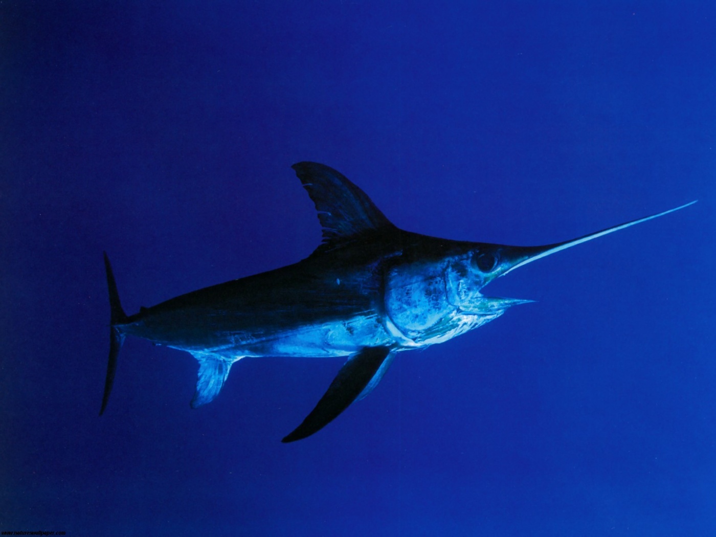 How To Catch Florida Swordfish Griffin S Guide Hunting And