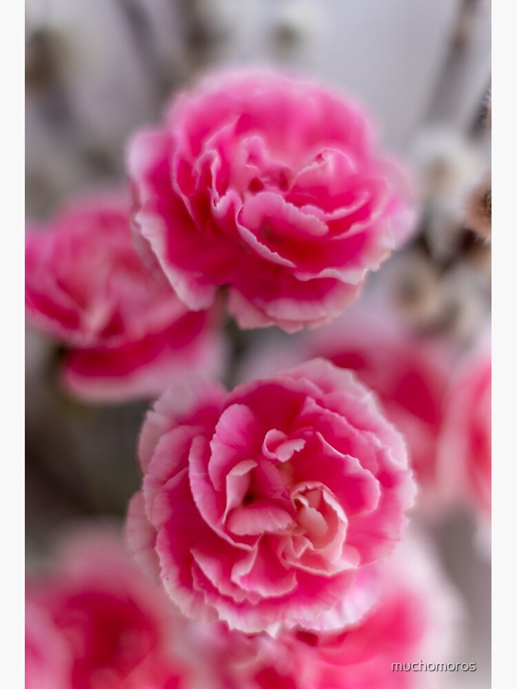 Pink Carnation Flowers On Blurry Background Spring Wallpaper